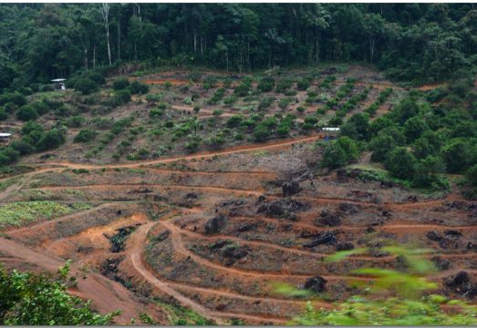 Quelques Voies Pour Agir Contre La Deforestation Planete Amazone